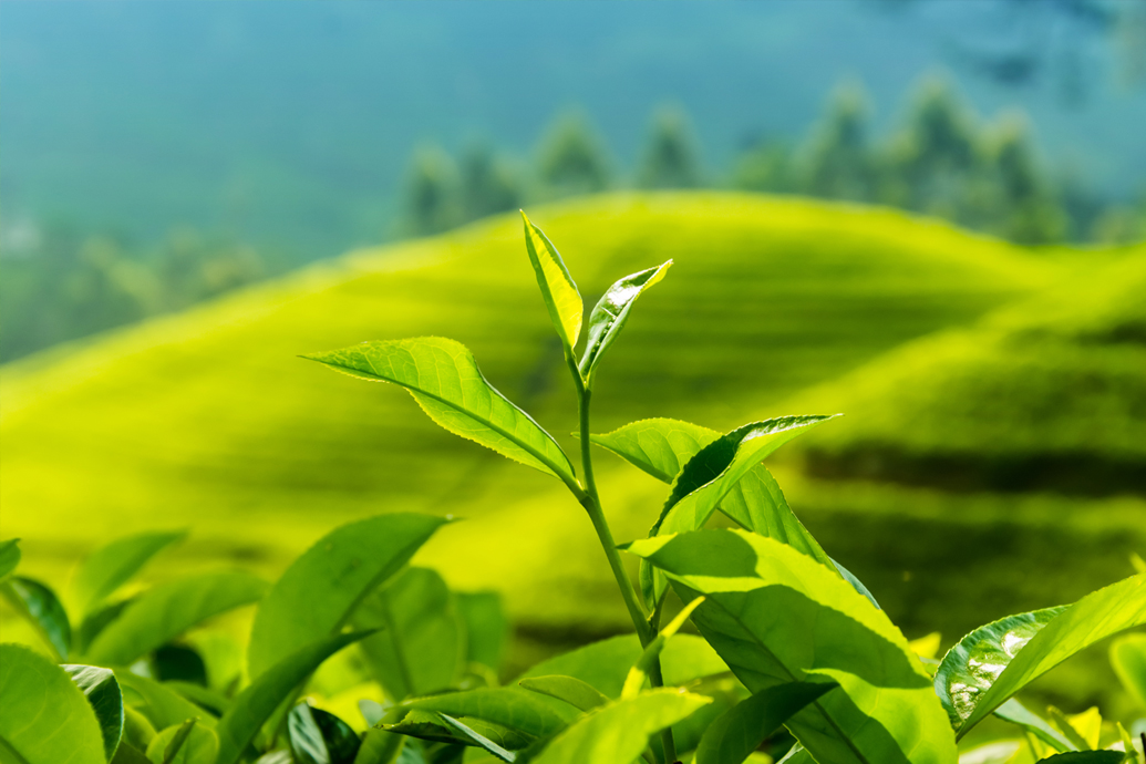 Nuwara Eliya Tea Plantations