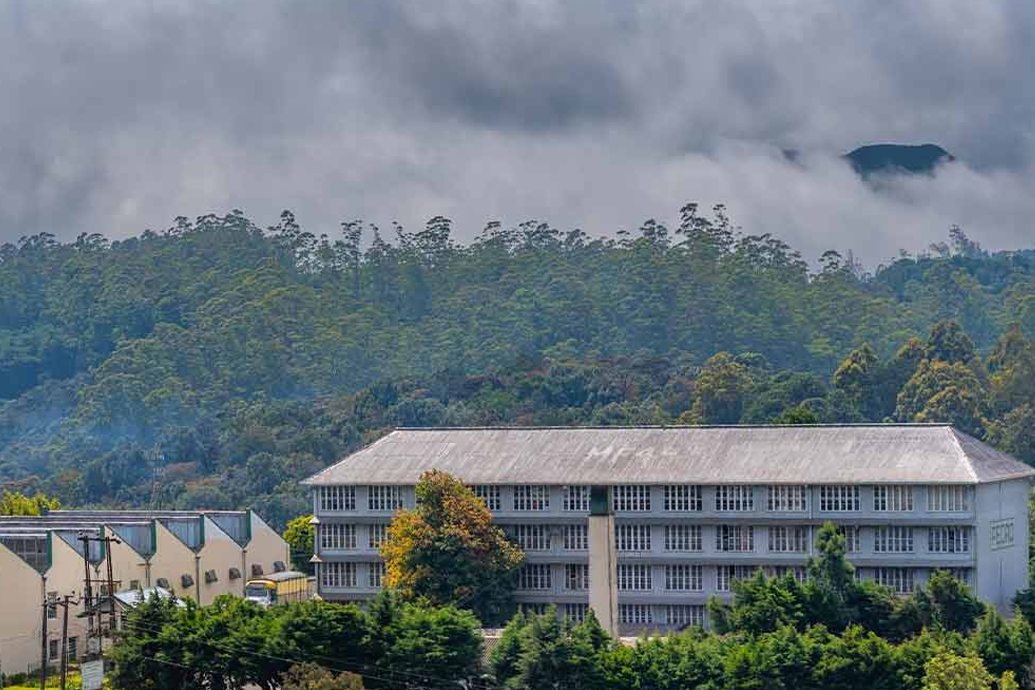Pedro Tea Estate