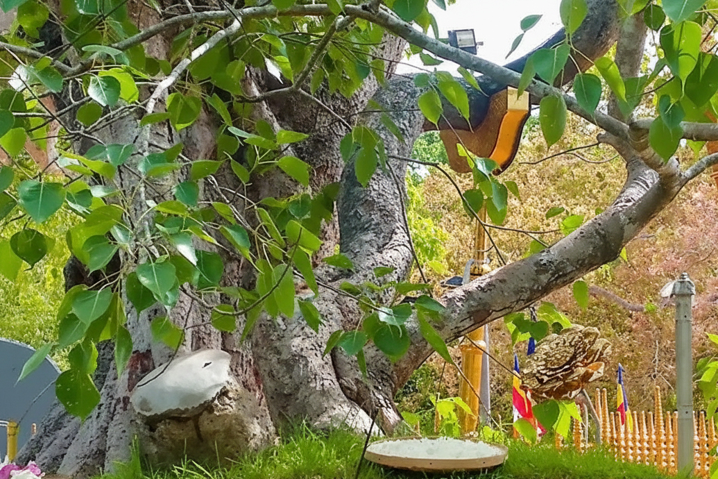 Sri Maha Bodhi