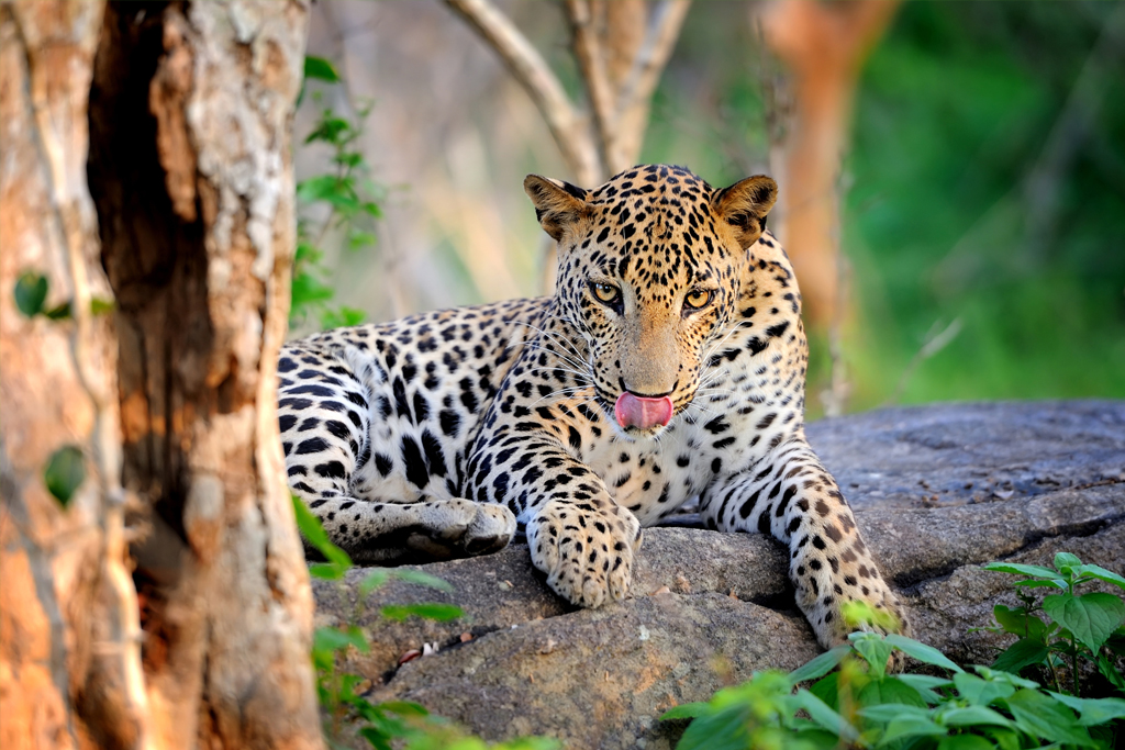 Safari Experience